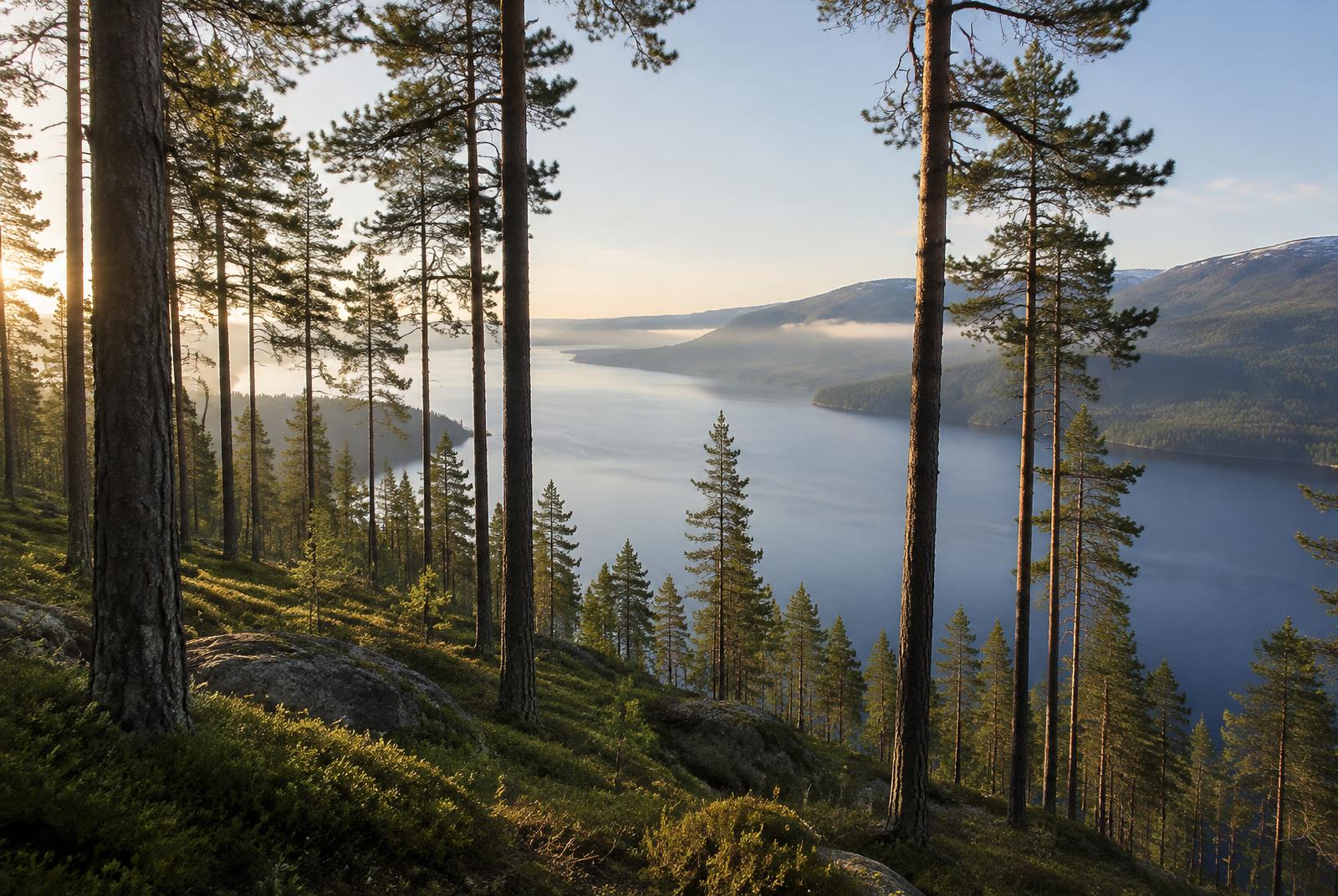 Furuskog over Tinnsjøen